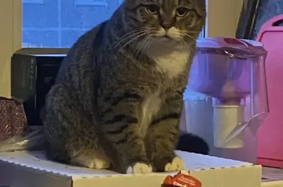 Пропала кошка, ул. Гаджиева 12, Мурманск