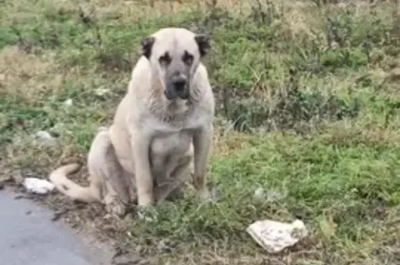 Найдена собака, Москва, фото: Найдена собака Кангала в Москве