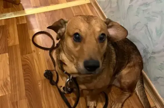 Найдена собака, Мончегорск, фото: Собака найдена на Ленинградской наб., Мончегорск