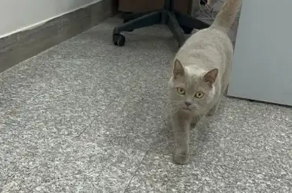 Найдена кошка, Ростов-на-Дону, фото: Кошка найдена: Кировский пр., 122, Ростов-на-Дону