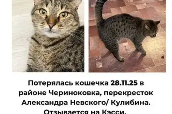 Пропала кошка, ул. Невского 33, Уфа