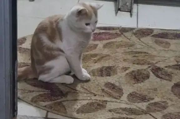 Найдена кошка, Зеленоград, фото: Кошка найдена, Центральный пр., Зеленоград