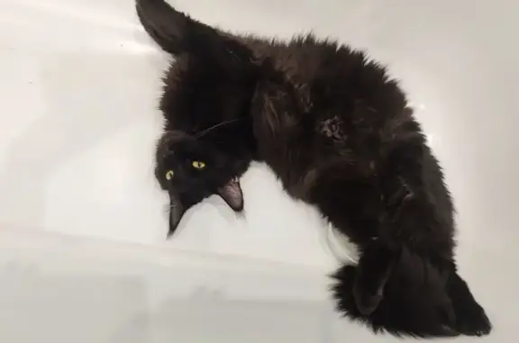 Кошки потеряшки, Тамбов, фото: Потеряшка кошка, Никифоровская 94, Тамбов