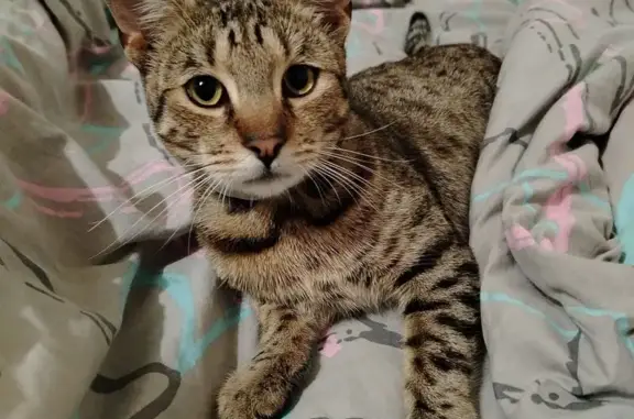 Пропала пятнистая кошка, Смоленск, ул. Мичуринская, 76