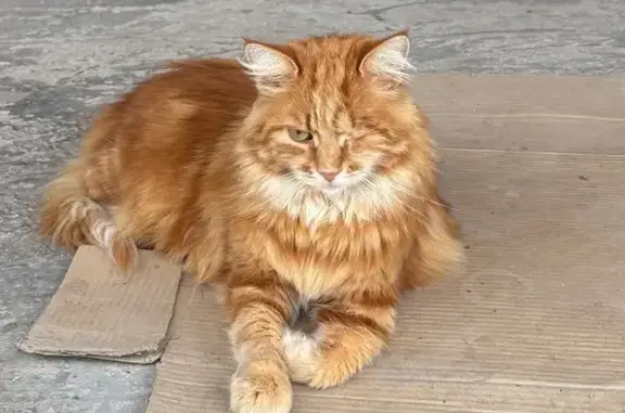 Пропала кошка, Волжская 1, Севастополь