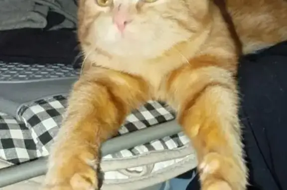 Пропала кошка, Советская 19А, Видное