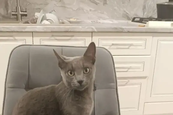 Пропала кошка, Хасавюрт, Кавказ 4