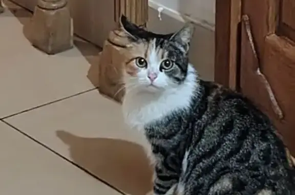 Найдена кошка, Тула, фото: Кошка найдена: Пионерская 17, Тула