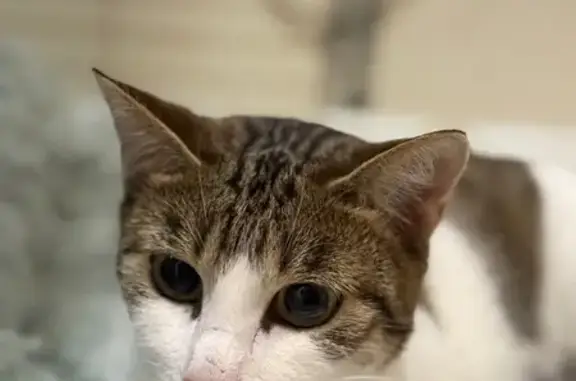 Найдена кошка, Иркутск, фото: Кошка найдена у кафе «Подушка», Иркутск