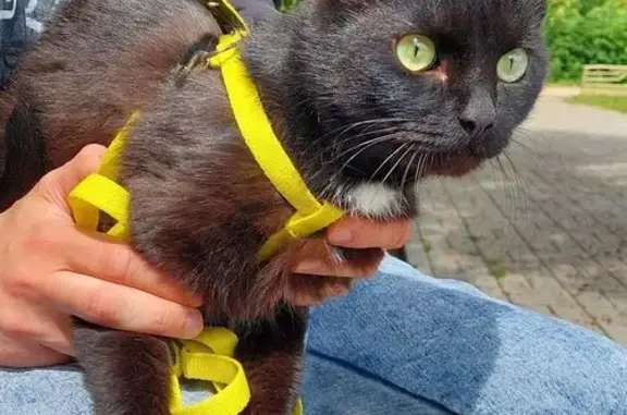 Кошки потеряшки, , фото: Кошка пропала на Коммунистической, 36