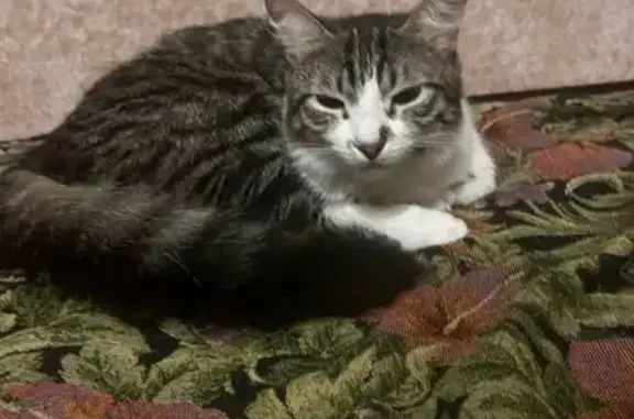 Пропала кошка, 3-й Аллейный пр., 6, Рязань