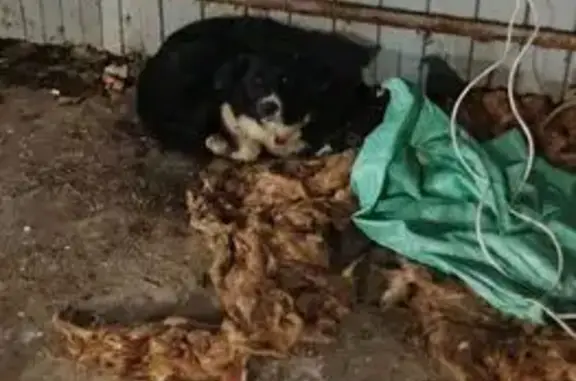 Найдена собака, Саратов, фото: Собака найдена на Большой Горной, 291/309