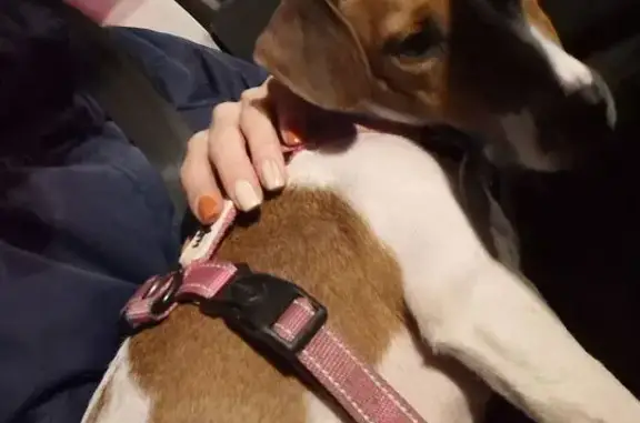 Найдена собака, Москва, фото: Найдена собака у парка Коломенское, Москва