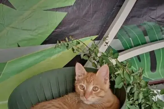 Кошки потеряшки, Старый Оскол, фото: Потеряшка котик, 1-й Моск. пер., 35/11, Ст. Оскол