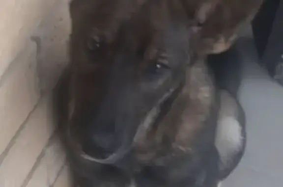 Найдена собака, Чебоксары, фото: Найден щенок на пр. И. Яковлева, Чебоксары