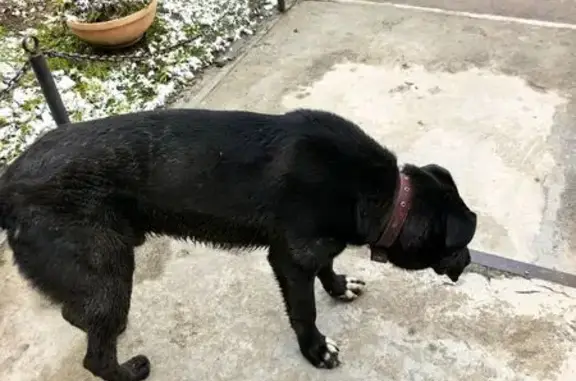 Найдена собака, Московская область, фото: Собака найдена в п. Подольской МИС
