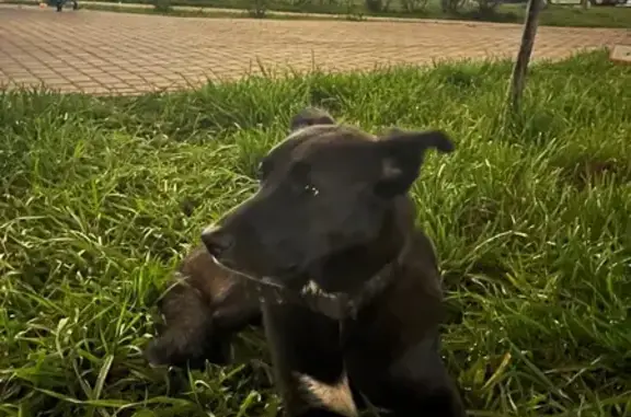 Найдена собака, Краснодар, фото: Найдена собака, Командорская 5 к3, Краснодар