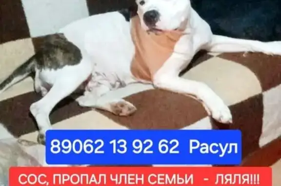 Пропала собака Ляля, Калининград