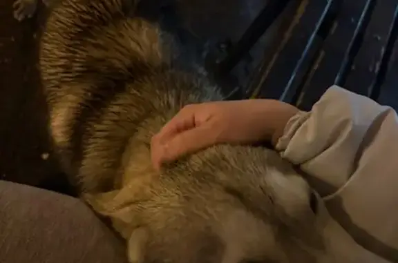 Найдена собака, Саранск, фото: Найдена собака, ул. Энгельса 26, Саранск