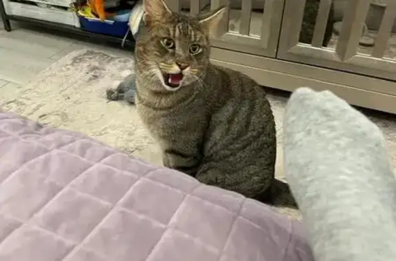 Пропала кошка, Школьная ул, Наро-Фоминск