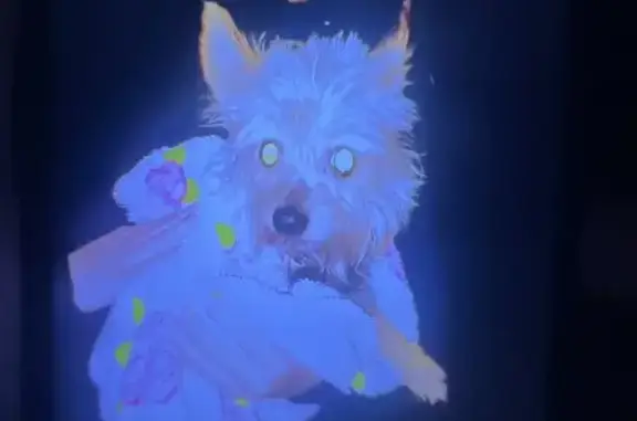 Найдена собака, Москва, фото: Найдена собака, Чертановская 56 к1