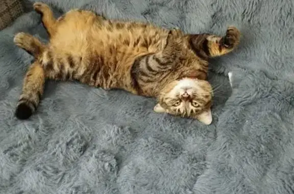 Пропала кошка, Зелёная ул., Ангарск