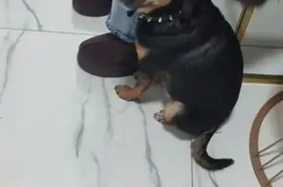 Найдена собака, Москва, фото: Собака найдена: Измайловский Вал, 2