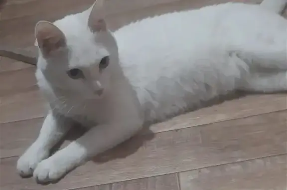 Пропала кошка, Ангарск, 6-й кв.