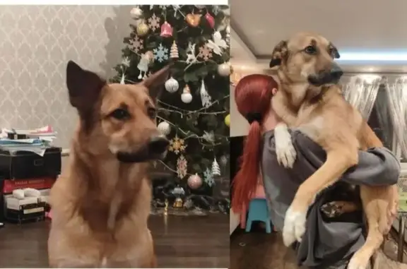 Пропала собака, Сосновая ул. 1 к2, Котельники