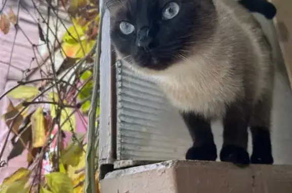 Пропала кошка, ул. Текучёва, 320, Ростов-на-Дону