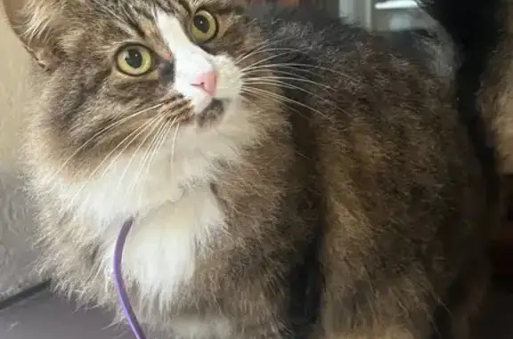 Найдена кошка, Одинцово, фото: Кошка найдена: Овражный пер., 4А, Одинцово