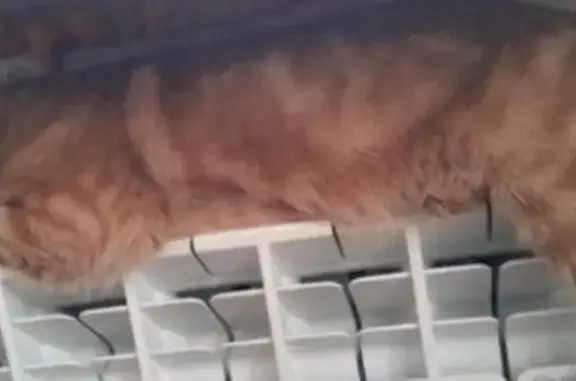 Пропал кот Рыжик, ул. Белинского, Казань