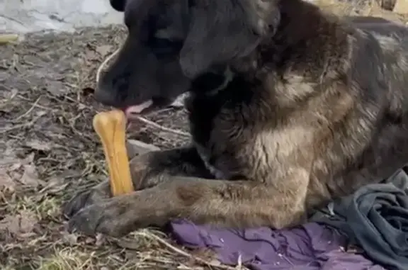 Найдена собака, Новосибирск, фото: Найдена собака на Крестьянской, 16Б, НСК