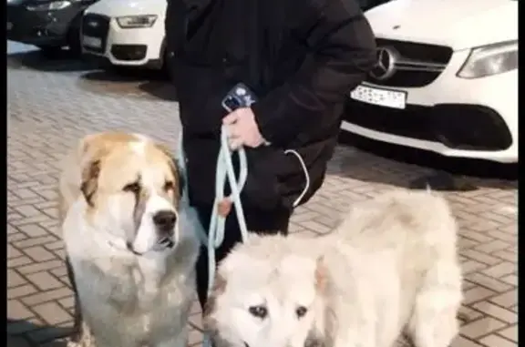 Найдена собака, Кратово, фото: Собаки найдены: Старомосковская, Кратово