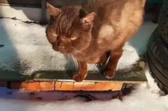 Найдена кошка, Тобольск, фото: Кошка найдена: Тобольск, Тюменская обл.