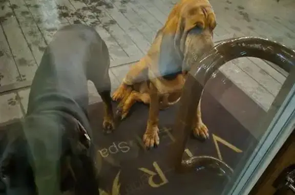 Найдена собака, Смоленск, фото: Собака найдена в посёлке Красный Бор