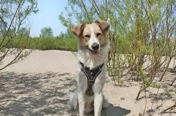 Собаки потеряшки, Чита, фото: Потеряшка собака, Курнатовского, Чита