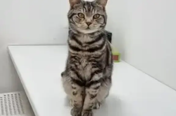 Найдена кошка, Мытищи, фото: Кошка найдена: ул. Колпакова 25, Мытищи