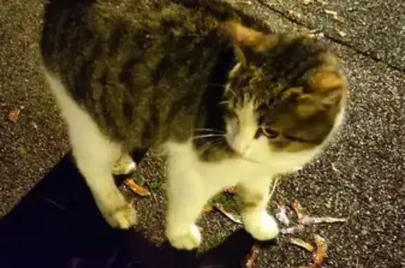 Найдена кошка, Москва, фото: Кот найден на бульваре Райниса, Москва