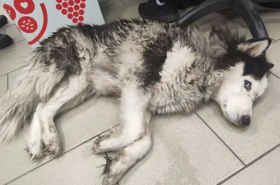 Найдена собака, , фото: Хаска найдена, Приозерское ш. 26, Лупполово