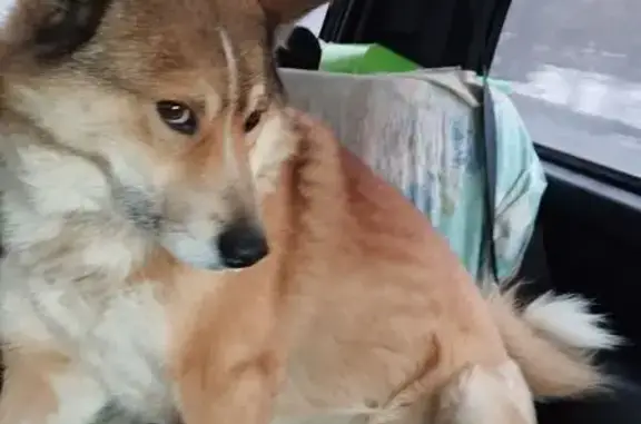 Пропала собака, Ново-Полевая 36А, Ягодное