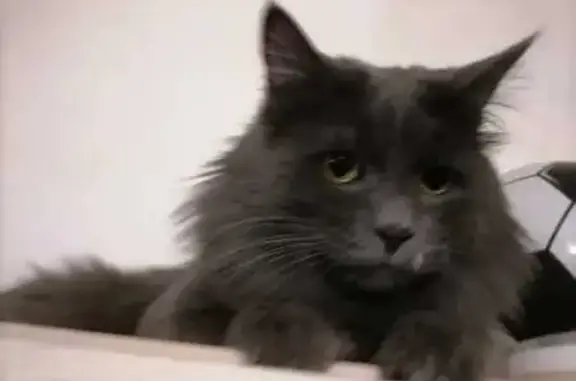 Кошки потеряшки, Шимановск, фото: Потеряшка кошка, ул. Ленина 41, Шимановск