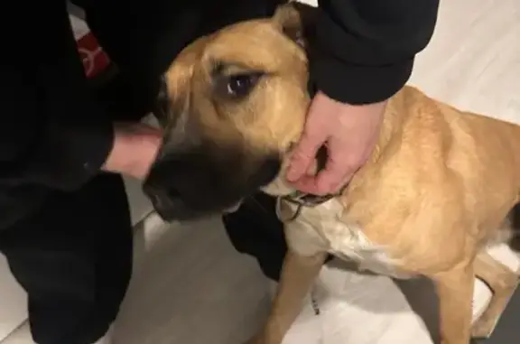 Найдена собака, Солнечногорск, фото: Найдена собака, Солнечногорск, Рекинцо 26