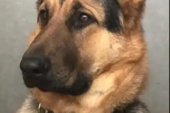 Пропала собака в Венюково, МО