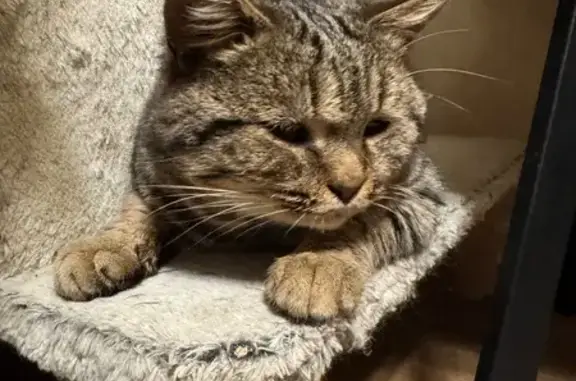 Найдена кошка, Кемерово, фото: Кошка найдена: бульвар Строителей, 13