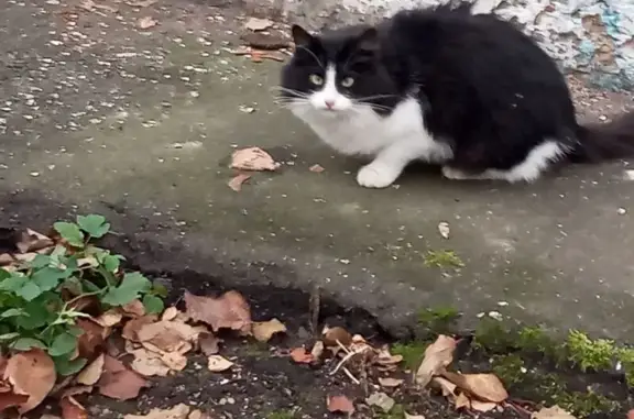 Найдена кошка, Москва, фото: Кошка найдена на ул. Свободы, Москва