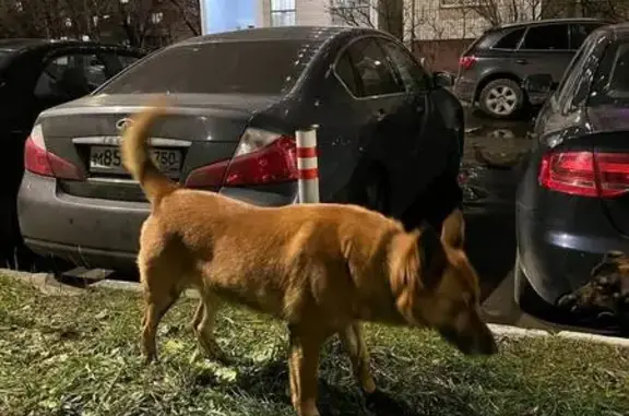 Найдена собака, Химки, фото: Найдена собака на Путилковском шоссе