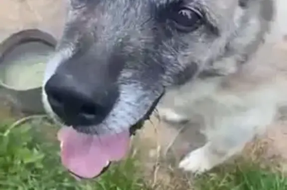 Пропала собака в Поварово, МО