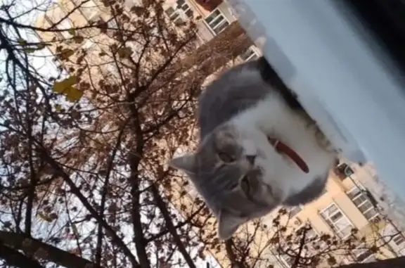 Пропала кошка, ул. Энгельса, 35