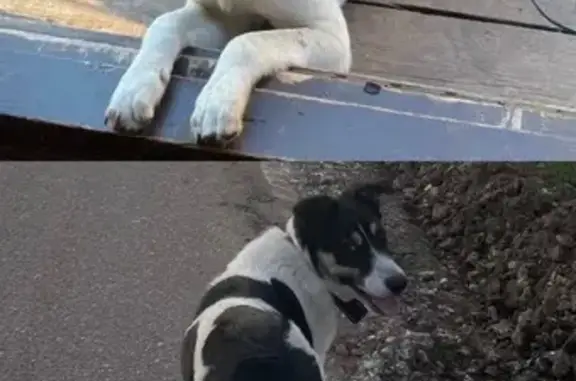 Пропала собака, Восточная ул., 63, Агрыз